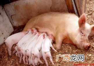 猪奶为什么没人喝?猪奶是什么味道? 猪奶为什么没人喝