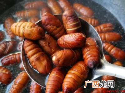 蝉蛹怎么处理可以食用的具体操作步骤 蝉蛹怎么处理可以食用