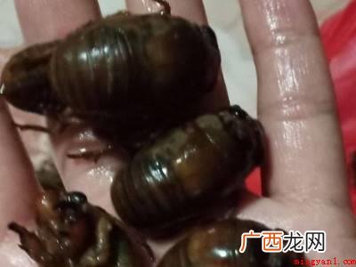 蝉蛹怎么处理可以食用的具体操作步骤 蝉蛹怎么处理可以食用