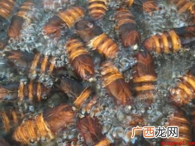 蝉蛹怎么处理可以食用的具体操作步骤 蝉蛹怎么处理可以食用