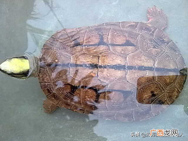 小乌龟怎么养要放多少水合适 养小乌龟放多少水正确