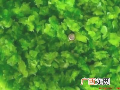 青椒肉馅饺子怎样调馅的具体操作步骤 青椒肉馅饺子怎样调馅