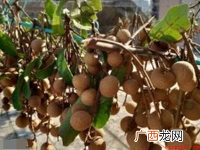 怎么晒龙眼干比较快的具体操作步骤 怎么晒龙眼干比较快