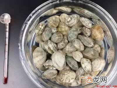 怎么让蛤蜊把沙吐干净的具体操作步骤 怎么让蛤蜊把沙吐干净
