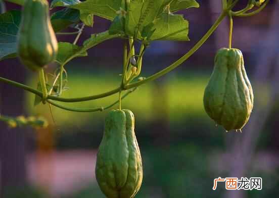 佛手瓜热量是多少 佛手瓜的热量