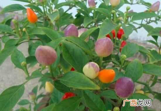 彩椒的热量
