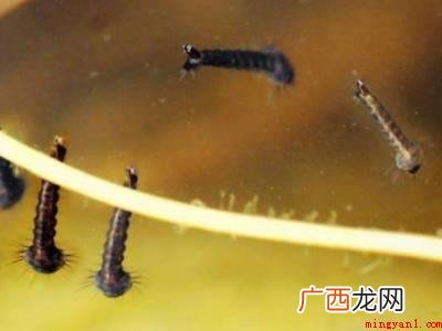 水里有蚊子幼虫怎么杀死