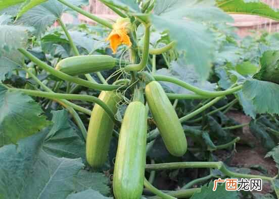 西葫芦不能和什么一起吃