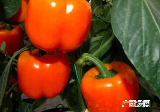 柿子椒不能和动物肝脏一起吃 柿子椒不能和什么一起吃