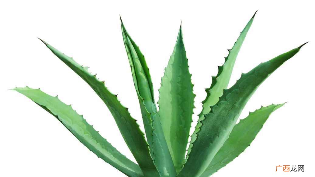 芦荟胶可以天天抹在脸上吗