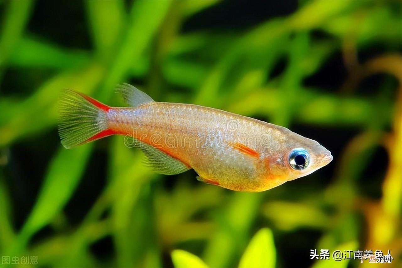古法养鱼详细步骤 古法养鱼不换水怎么保持清澈