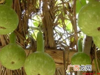 新鲜的葫芦怎样晾干的具体操作步骤 新鲜的葫芦怎样晾干