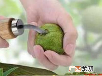 新鲜桃核怎么处理的具体操作步骤 新鲜桃核怎么处理
