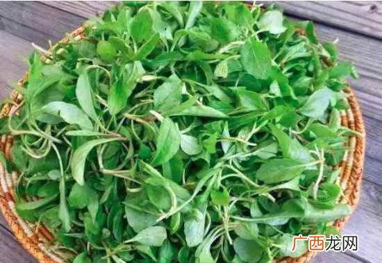 马兰头是发物吗