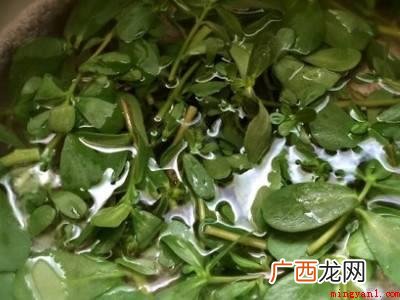 马齿苋怎么凉拌好吃的具体操作步骤 马齿苋怎么凉拌好吃