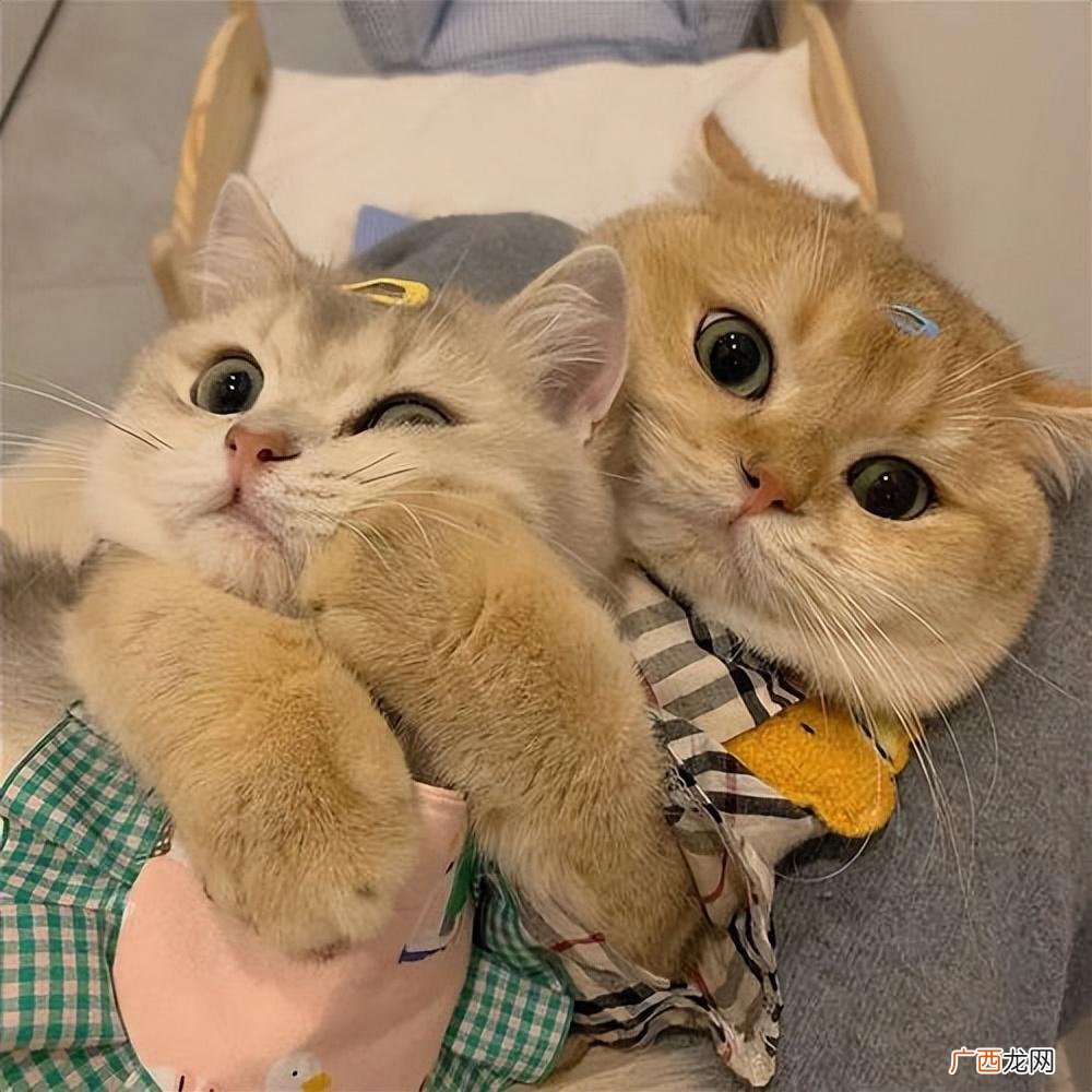 小母猫多大可以生小猫 猫多大可以生小猫