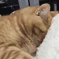 关于“橘猫”的冷知识，养它的你也未必知道 什么是橘猫