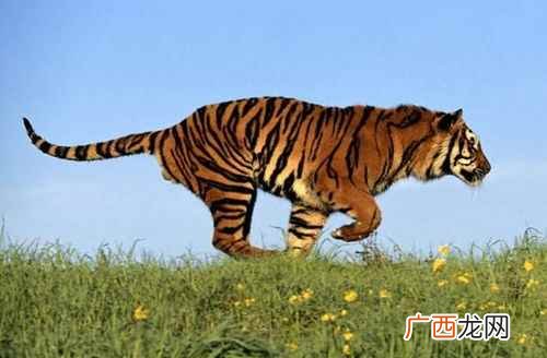 2022年虎年男、女宝宝几月出生好 虎年宝宝几月出生最好命