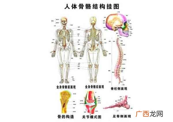 股骨头在人体的哪个位置及作用 人体骨头多少块