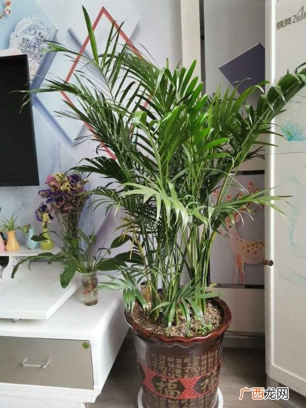 院子里镇宅旺财植物推荐 庭院种什么花最旺宅
