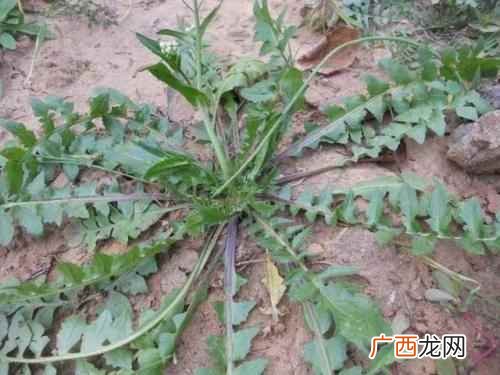 荠菜和荠菜的区别 芨芨菜和荠菜一样吗