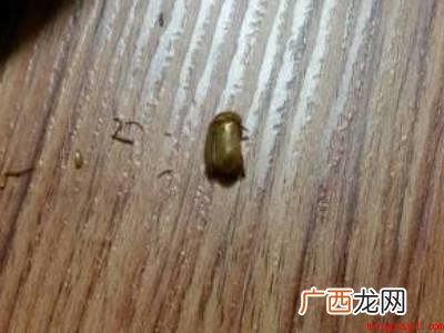 黑毛皮蠹怎么消除的具体操作步骤 黑毛皮蠹怎么消除
