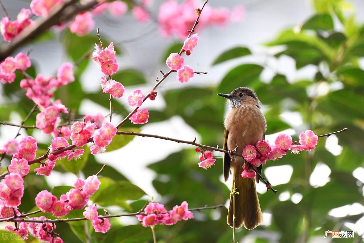 花朝节是哪一天? 花朝节是哪一天