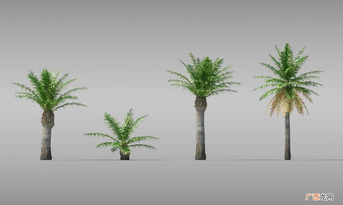 tree是什么意思