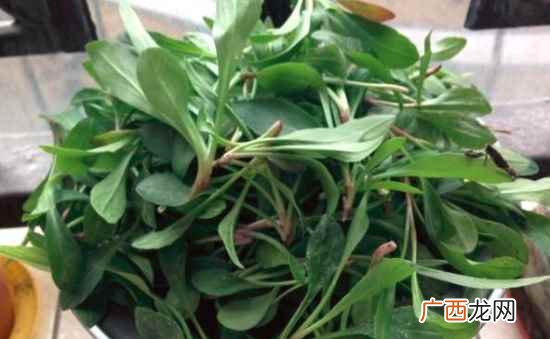 马兰头怎么做才好吃