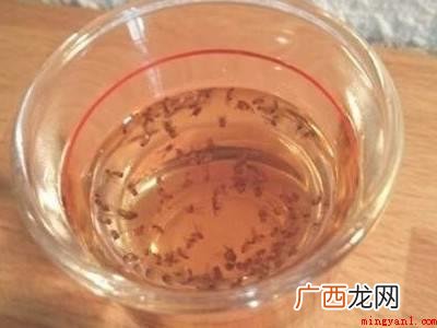 怎么杀果蝇的具体操作步骤 怎么杀果蝇