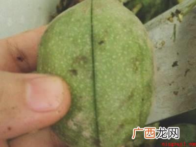 鲜核桃怎么去青皮快的具体操作步骤 鲜核桃怎么去青皮快