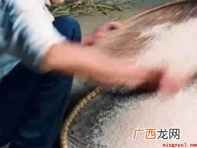 糯米生虫了应该怎样处理的具体操作步骤 糯米生虫了应该怎样处理