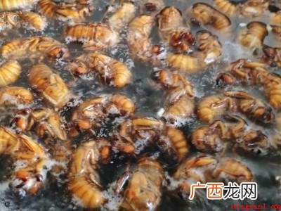 知了怎么炸才又酥又脆的具体操作步骤 知了怎么炸才又酥又脆