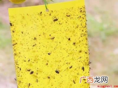 夏天家里很多黑色的小飞虫怎么办
