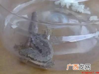 怎样去除壁虎的具体操作步骤 怎样去除壁虎