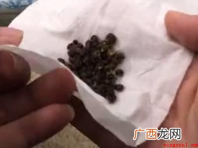 花椒怎么防止米桶里生虫子 怎么防止米桶里生虫子