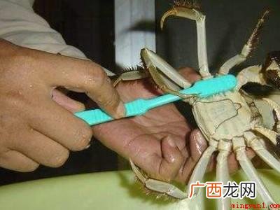 活蟹怎么处理和清洗的具体操作步骤 活蟹怎么处理和清洗