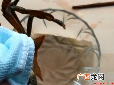 虾尿怎么去除的具体操作步骤 虾尿怎么去除