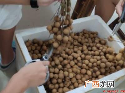 龙眼干怎么晒不会发霉的具体操作步骤 龙眼干怎么晒不会发霉