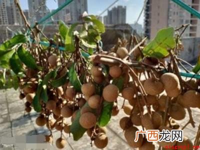 龙眼干怎么晒不会发霉的具体操作步骤 龙眼干怎么晒不会发霉