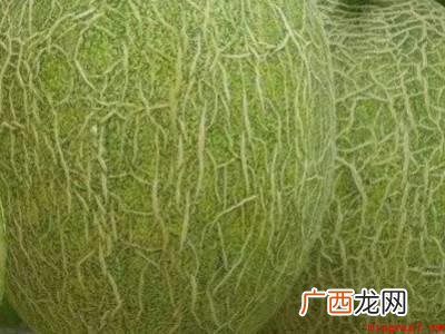 怎么选哈密瓜的具体操作步骤 怎么选哈密瓜