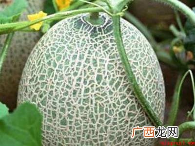 怎么选哈密瓜的具体操作步骤 怎么选哈密瓜