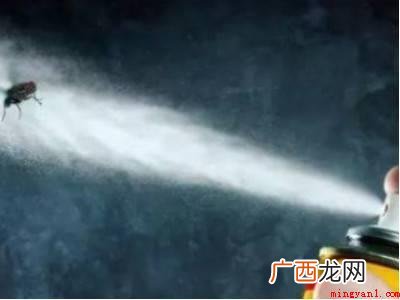 苍蝇太多了用什么办法快速解决的具体操作步骤 苍蝇太多了用什么办法快速解决