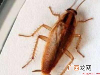 怎么快速简单的消灭蟑螂的具体操作步骤 怎么快速简单的消灭蟑螂