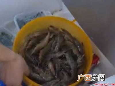活虾怎样剥壳好剥的具体操作步骤 活虾怎样剥壳好剥
