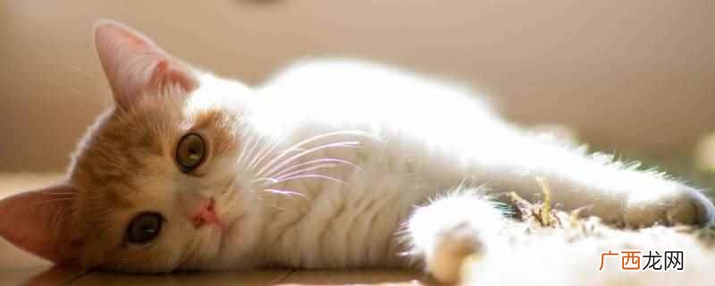 彩漂剂对猫有害吗