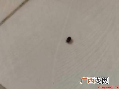 家里有很多小虫子怎么办