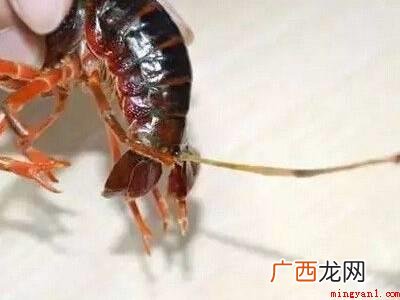 如何清理小龙虾的具体操作步骤 如何清理小龙虾