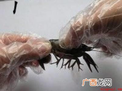 如何清理小龙虾的具体操作步骤 如何清理小龙虾