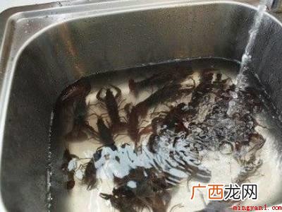 如何清理小龙虾的具体操作步骤 如何清理小龙虾